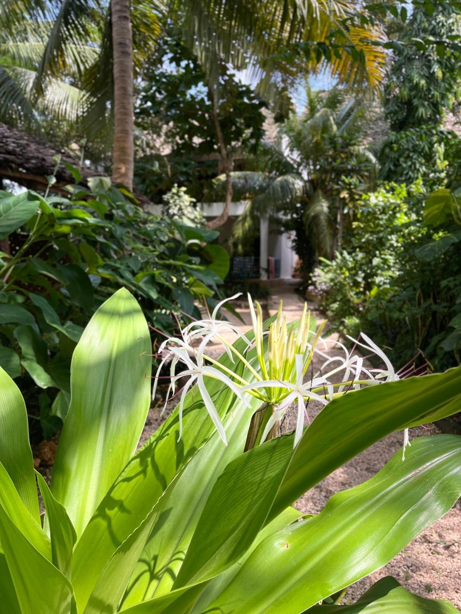 Atii Garden Bungalows Nungwi Exterior photo